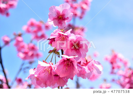 西伊豆土肥桜 西伊豆土肥桜 47707538