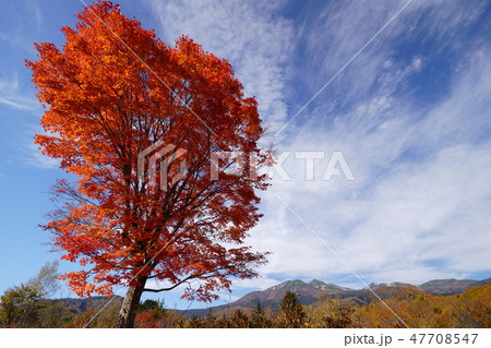 紅葉の大カエデと乗鞍岳 47708547