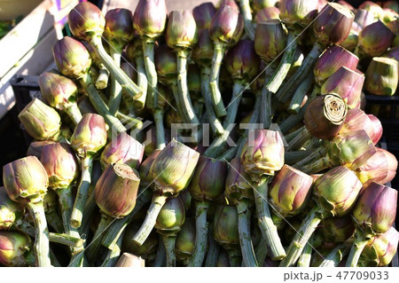 食材 アーティチョーク Carciofi 食材 アーティチョーク Carciofi 47709033