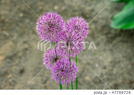 Flowers of decorative onion in sunny day . 47709728