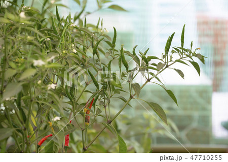 Green chillies in garden. Green chillies in garden. 47710255
