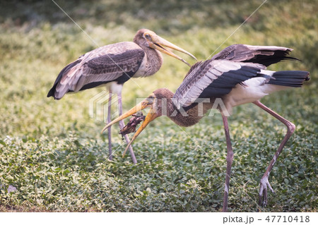 Heron or Egret eat dead animal 47710418