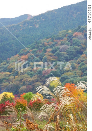 牛滝山の紅葉　大阪府岸和田市 47710531