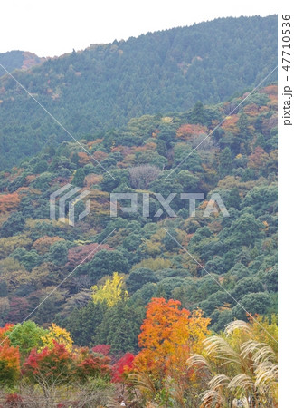 牛滝山の紅葉　大阪府岸和田市 47710536