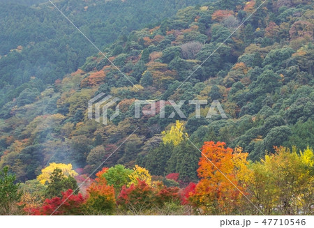 牛滝山の紅葉　大阪府岸和田市 47710546