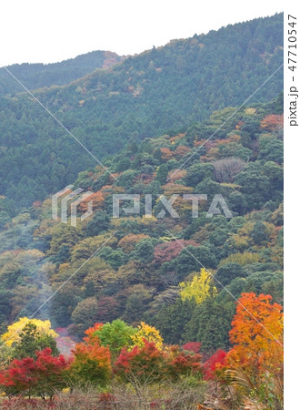 牛滝山の紅葉　大阪府岸和田市 47710547