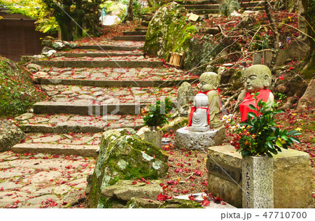 牛滝山大威徳寺の紅葉　大阪府岸和田市 47710700