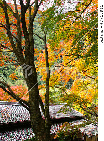 牛滝山大威徳寺の紅葉 大阪府岸和田市 牛滝山大威徳寺の紅葉 大阪府岸和田市 47710911