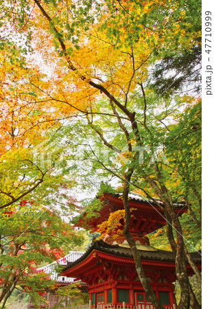 牛滝山大威徳寺の紅葉 大阪府岸和田市 牛滝山大威徳寺の紅葉 大阪府岸和田市 47710999