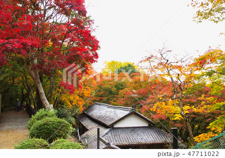 牛滝山大威徳寺の紅葉 大阪府岸和田市 牛滝山大威徳寺の紅葉 大阪府岸和田市 47711022