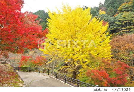 牛滝山大威徳寺付近の紅葉 大阪府岸和田市 牛滝山大威徳寺付近の紅葉 大阪府岸和田市 47711081