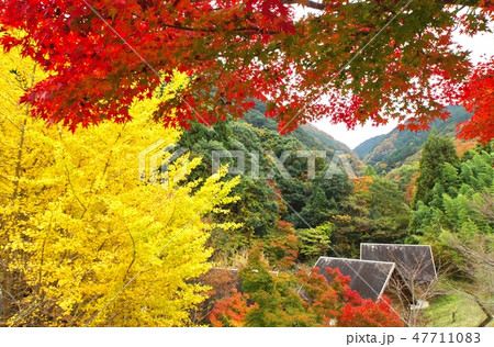 牛滝山大威徳寺付近の紅葉　大阪府岸和田市 47711083