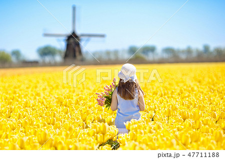Kids in tulip flower field. Windmill in Holland Kids in tulip flower field. Windmill in Holland 47711188