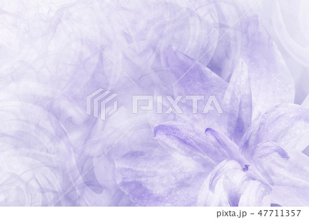 Floral light blue background.Petals lily flower Floral light blue background.Petals lily flower 47711357