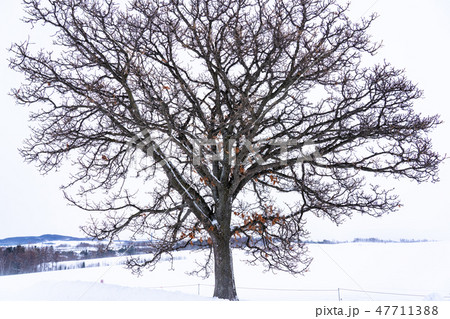 《北海道》セブンスターの木・冬の美瑛 《北海道》セブンスターの木・冬の美瑛 47711388