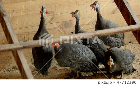 Group of pheasants at poutry farm. Group of pheasants at poutry farm. 47712390