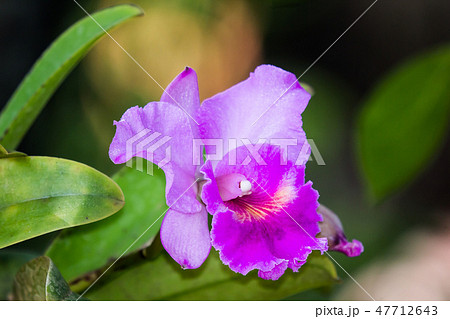 Dark Pink orchids flower Dark Pink orchids flower 47712643