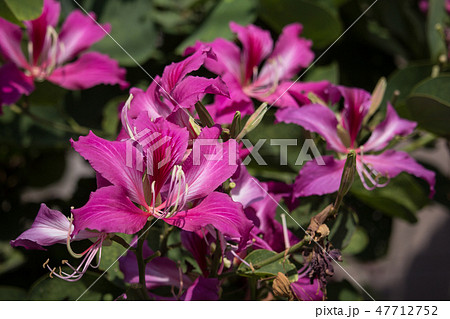 Pink flower or Bauhinia flower 47712752