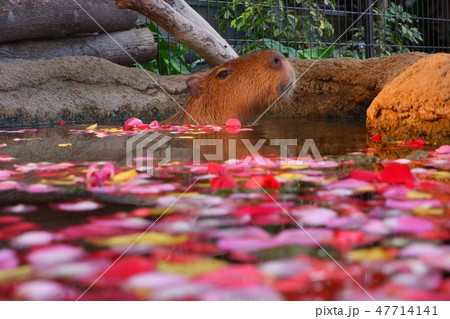 カピパラ カピパラ 47714141