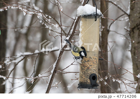 Great Tit by a bird feeder Great Tit by a bird feeder 47714206