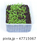 Plant seedlings. 47715067