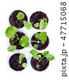 Plant seedlings. 47715068