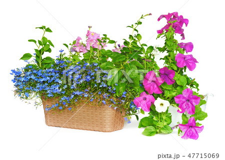 Flower arrangement. 47715069