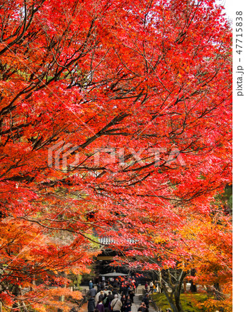南禅寺、三門をくぐり法堂へ続く参道の紅葉 南禅寺、三門をくぐり法堂へ続く参道の紅葉 47715838