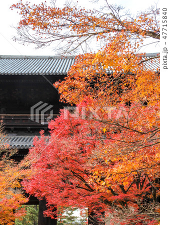 南禅寺、三門を背に紅葉 南禅寺、三門を背に紅葉 47715840