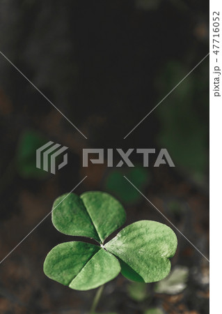 Three leaves shamrocks growing in the forest Three leaves shamrocks growing in the forest 47716052
