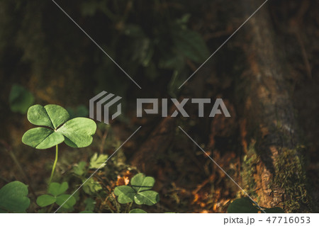 Three leaves shamrocks growing in the forest Three leaves shamrocks growing in the forest 47716053