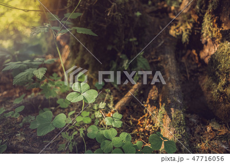 Three leaves shamrocks growing in the forest Three leaves shamrocks growing in the forest 47716056