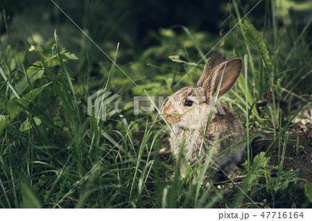 Cute little hare or rabbit hiding in the grass Cute little hare or rabbit hiding in the grass 47716164