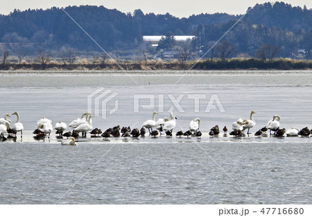 伊豆沼中央に浮かぶ氷上で休息するオオハクチョウとカモ類 伊豆沼中央に浮かぶ氷上で休息するオオハクチョウとカモ類 47716680