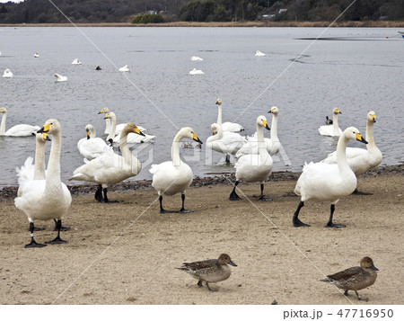 内沼の砂浜を連なって歩くオオハクチョウの成鳥 47716950