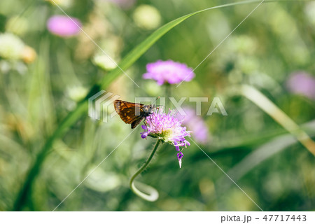 Orange butterfly on the pink flower 47717443