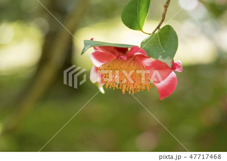 椿 日月星 椿 日月星 47717468