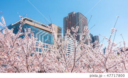 埼玉県　川口駅西口周辺の桜　春 47717800