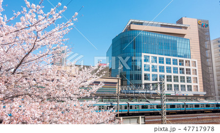 埼玉県　川口駅西口周辺の桜　春 47717978