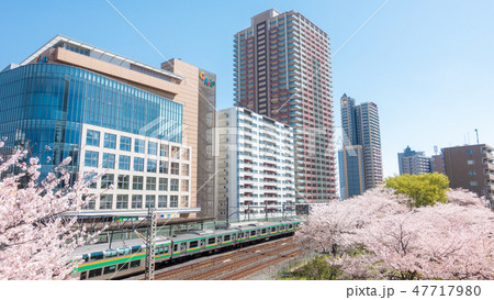 埼玉県　川口駅西口周辺の桜　春 47717980