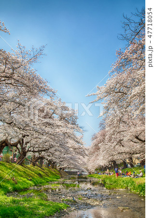 小川と堤防の桜 小川と堤防の桜 47718054