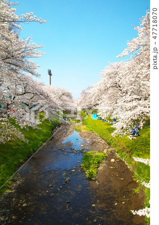 小川と堤防の桜 47718070