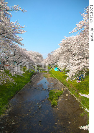 小川と堤防の桜 47718071