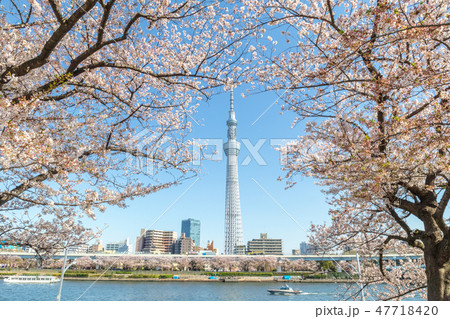 春 隅田公園の桜と東京スカイツリー 春 隅田公園の桜と東京スカイツリー 47718420