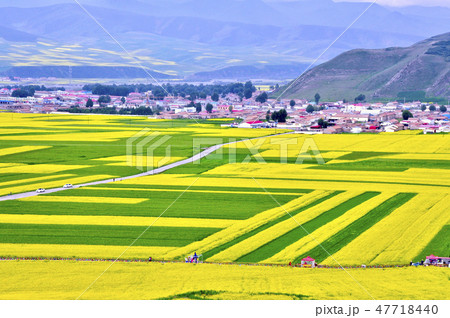 青海省門源、祁連山脈の裾野に広がる菜の花畑 47718440