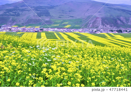 青海省門源、祁連山脈の裾野に広がる菜の花畑 47718441