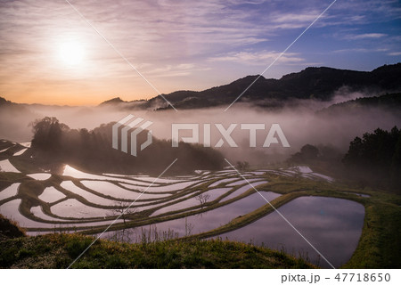 （千葉県）朝霧の大山千枚田　春 47718650