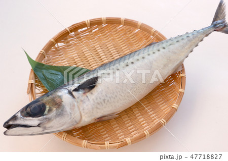 胡麻鯖(白背景) 胡麻鯖(白背景) 47718827