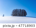 マイルドセブンの木 47718903