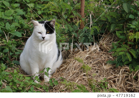 ぽっちゃり猫 47719162